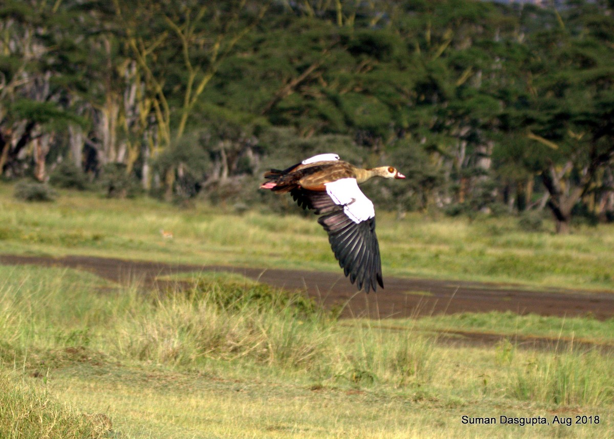 Egyptian Goose - ML570273111