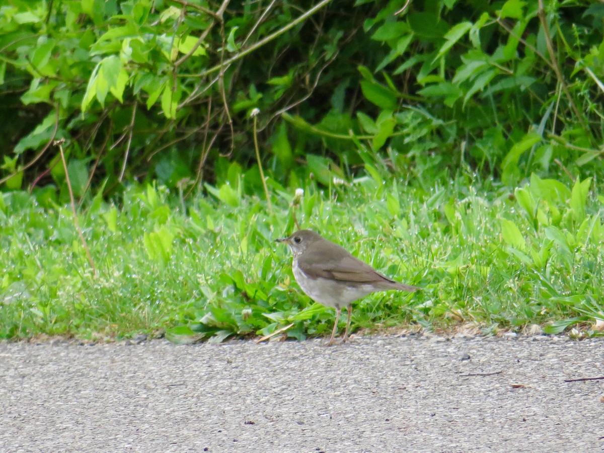 Gray-cheeked Thrush - ML570273171