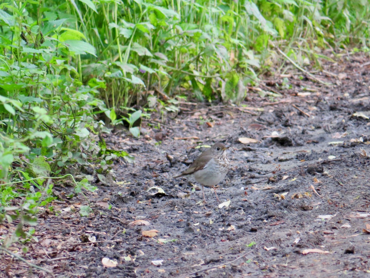 Gray-cheeked Thrush - ML570273181