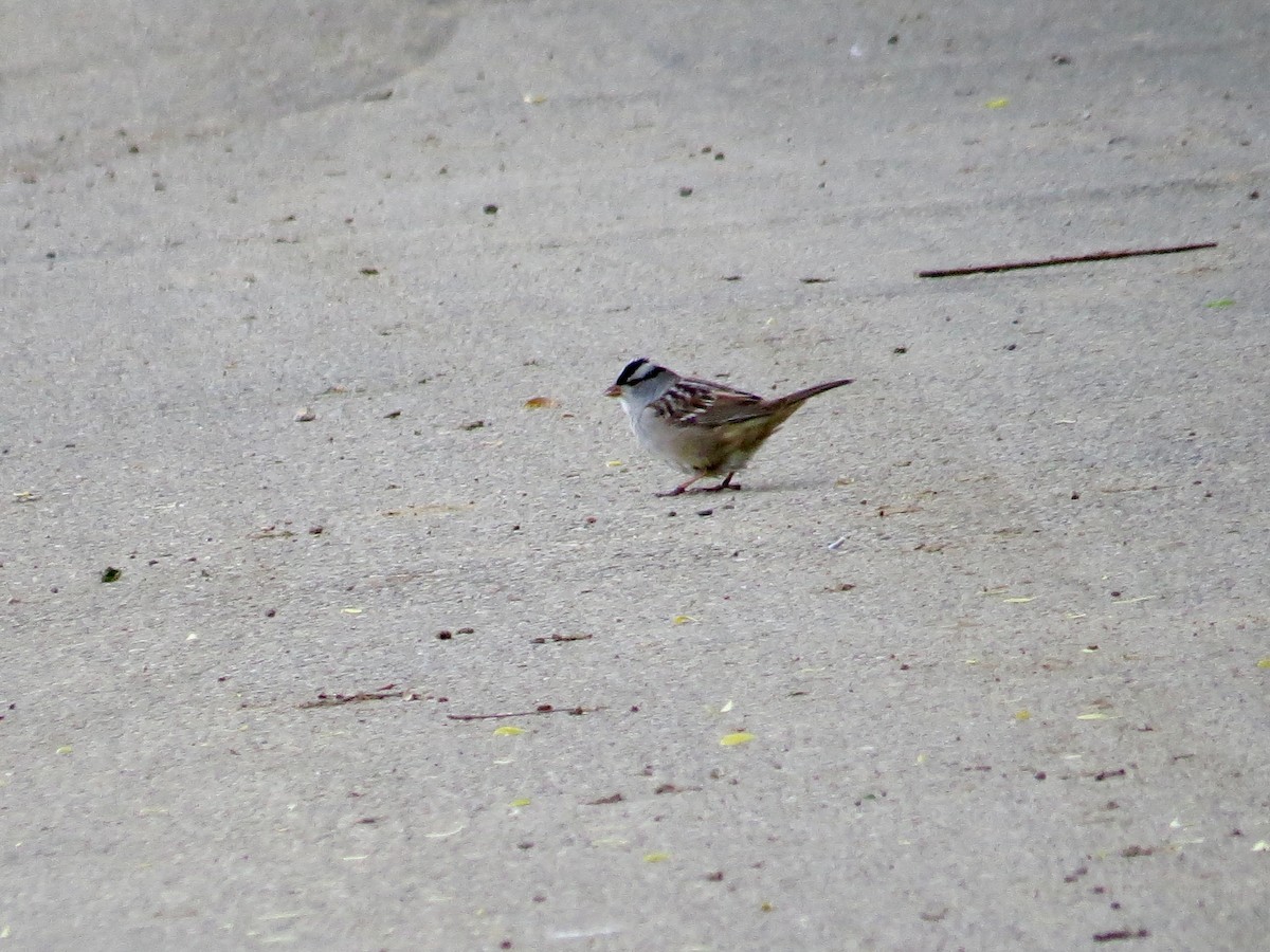 White-crowned Sparrow - ML570273611