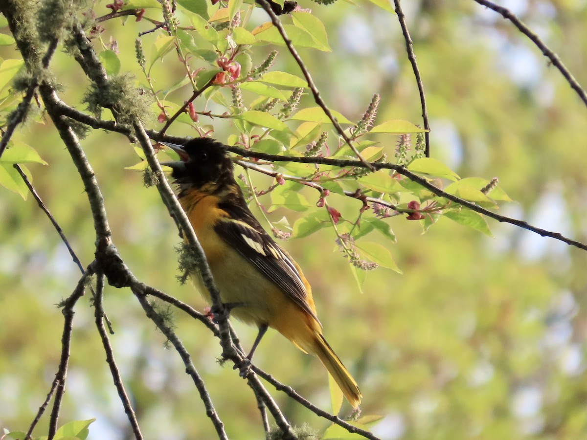 Oriole de Baltimore - ML570273691