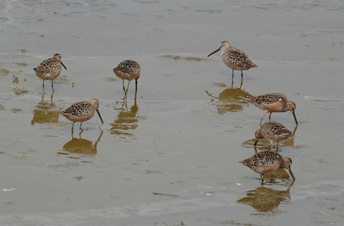 Long-billed Dowitcher - ML570273881