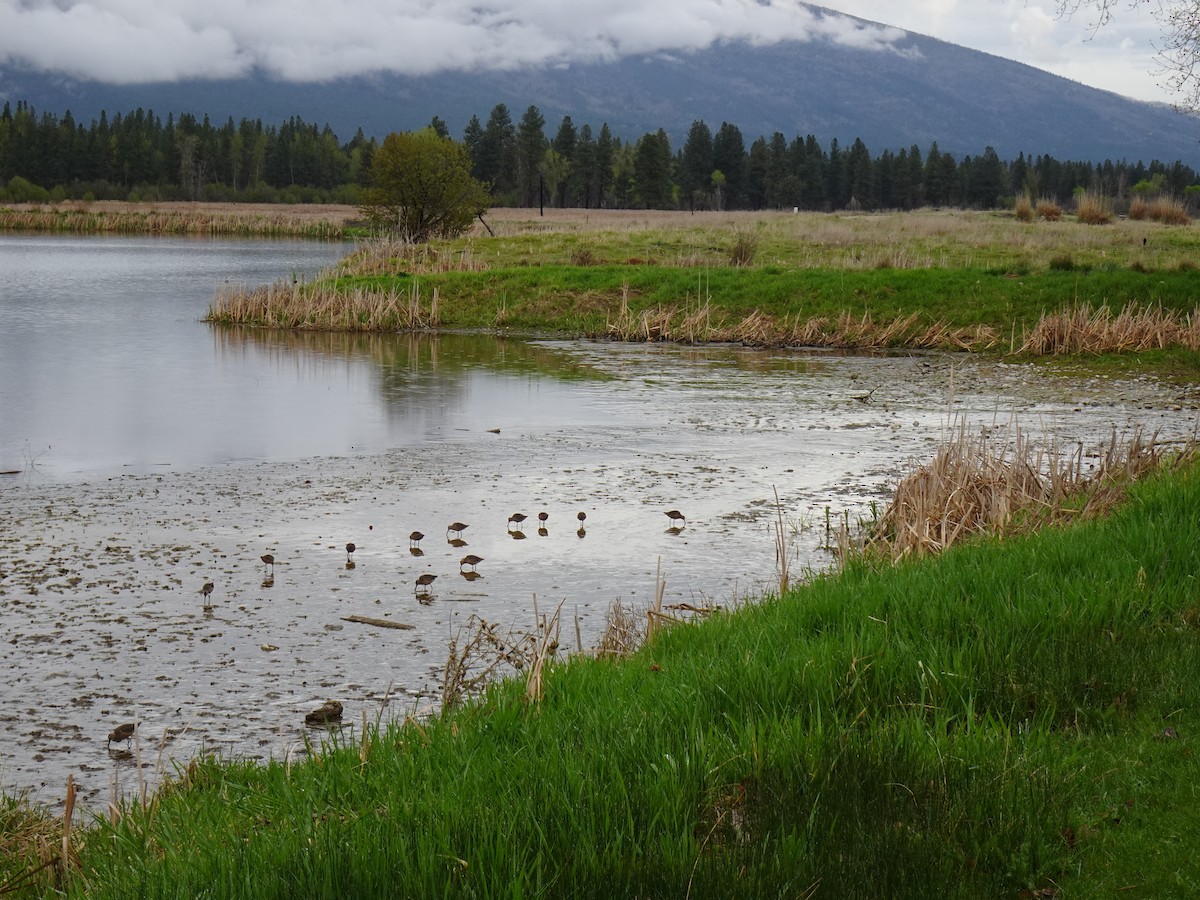 Long-billed Dowitcher - ML570273891