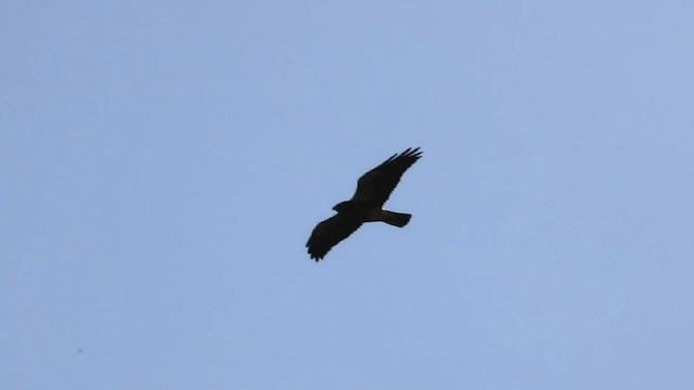 Swainson's Hawk - ML570274461