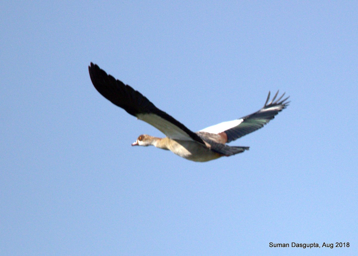 Egyptian Goose - ML570275271