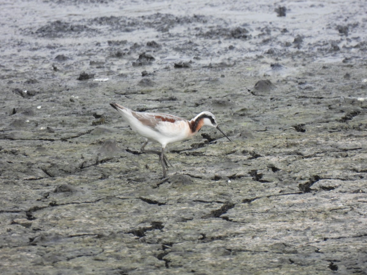 Wilson's Phalarope - ML570277361