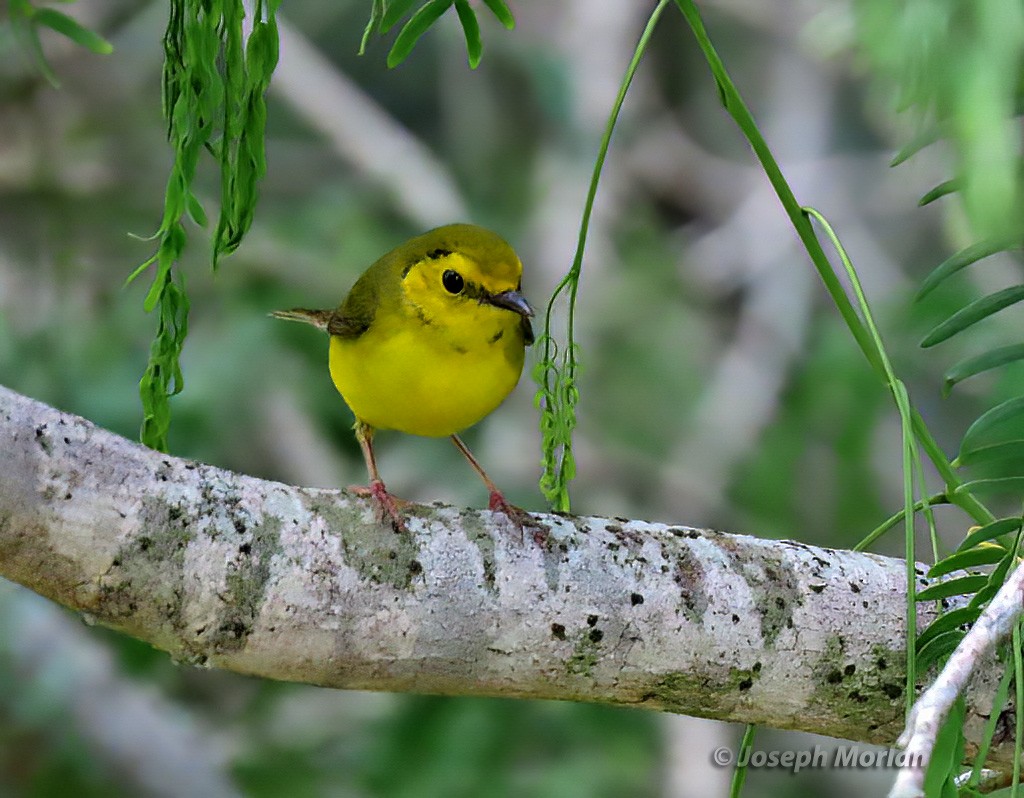 Hooded Warbler - ML570277881