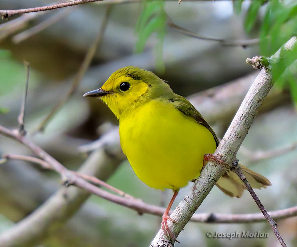 Hooded Warbler - ML570277891