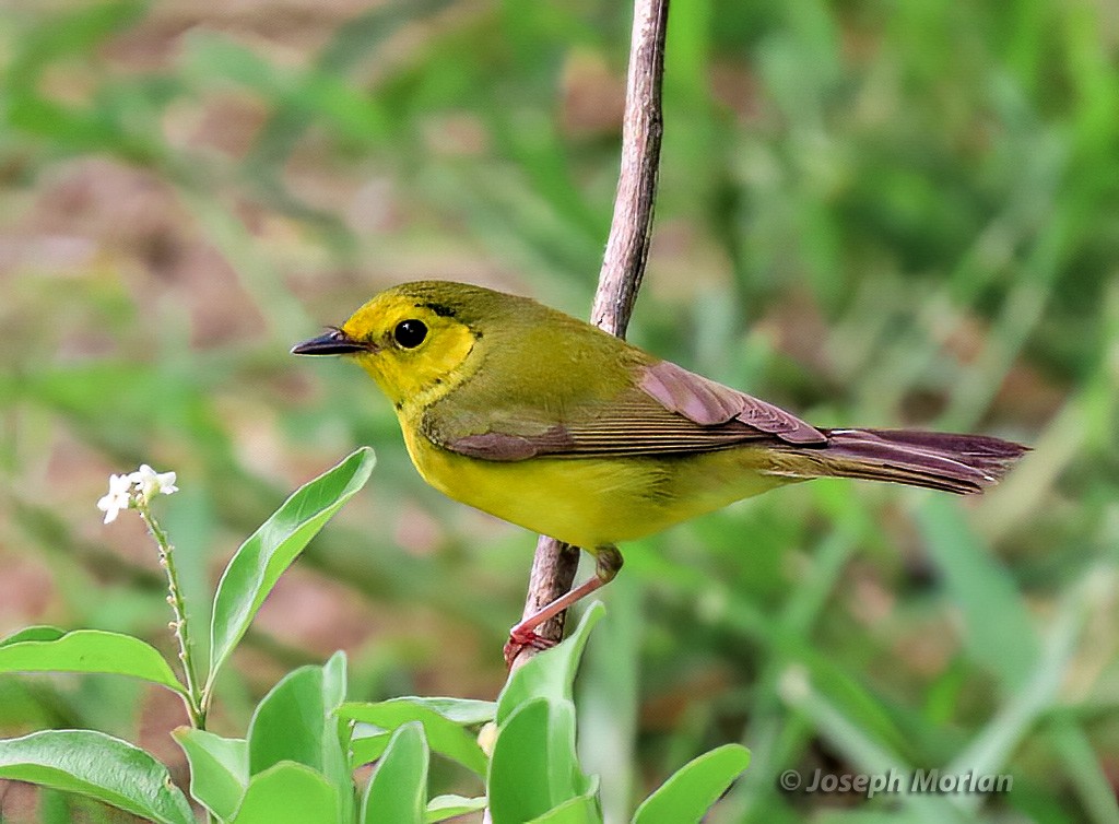 Hooded Warbler - ML570277901