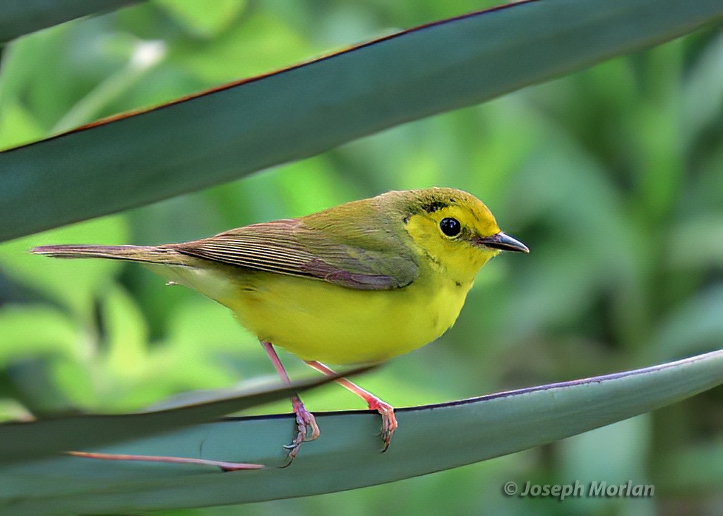 Hooded Warbler - ML570277911