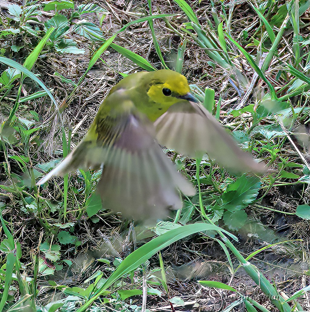 Hooded Warbler - ML570277921
