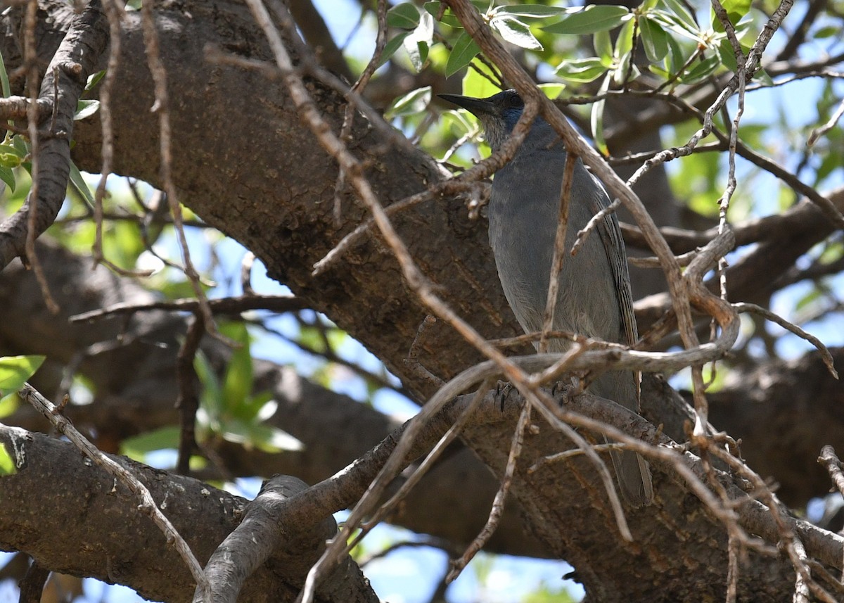 Pinyon Jay - ML570278531