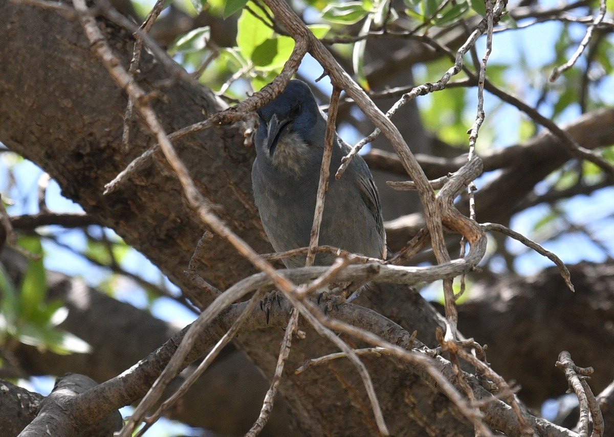 Pinyon Jay - ML570278821