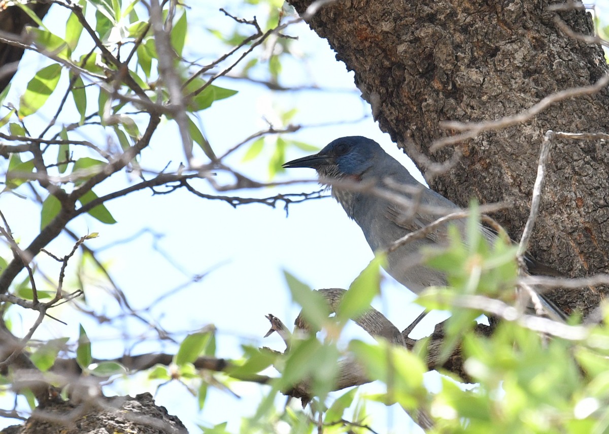 Pinyon Jay - ML570278901