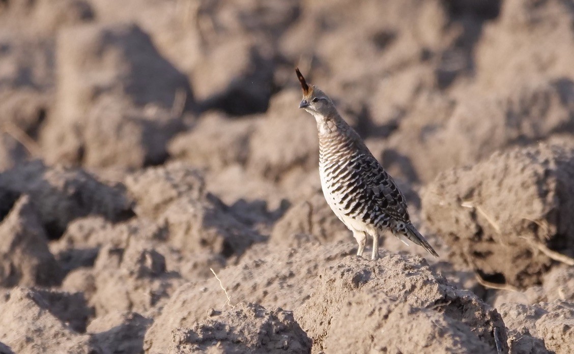 Banded Quail - Micah Riegner