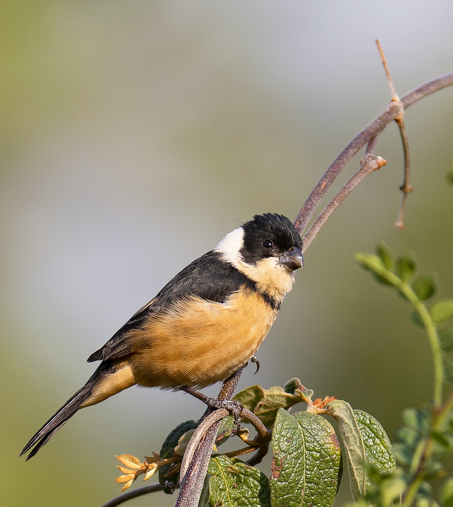 Cinnamon-rumped Seedeater - manuel grosselet