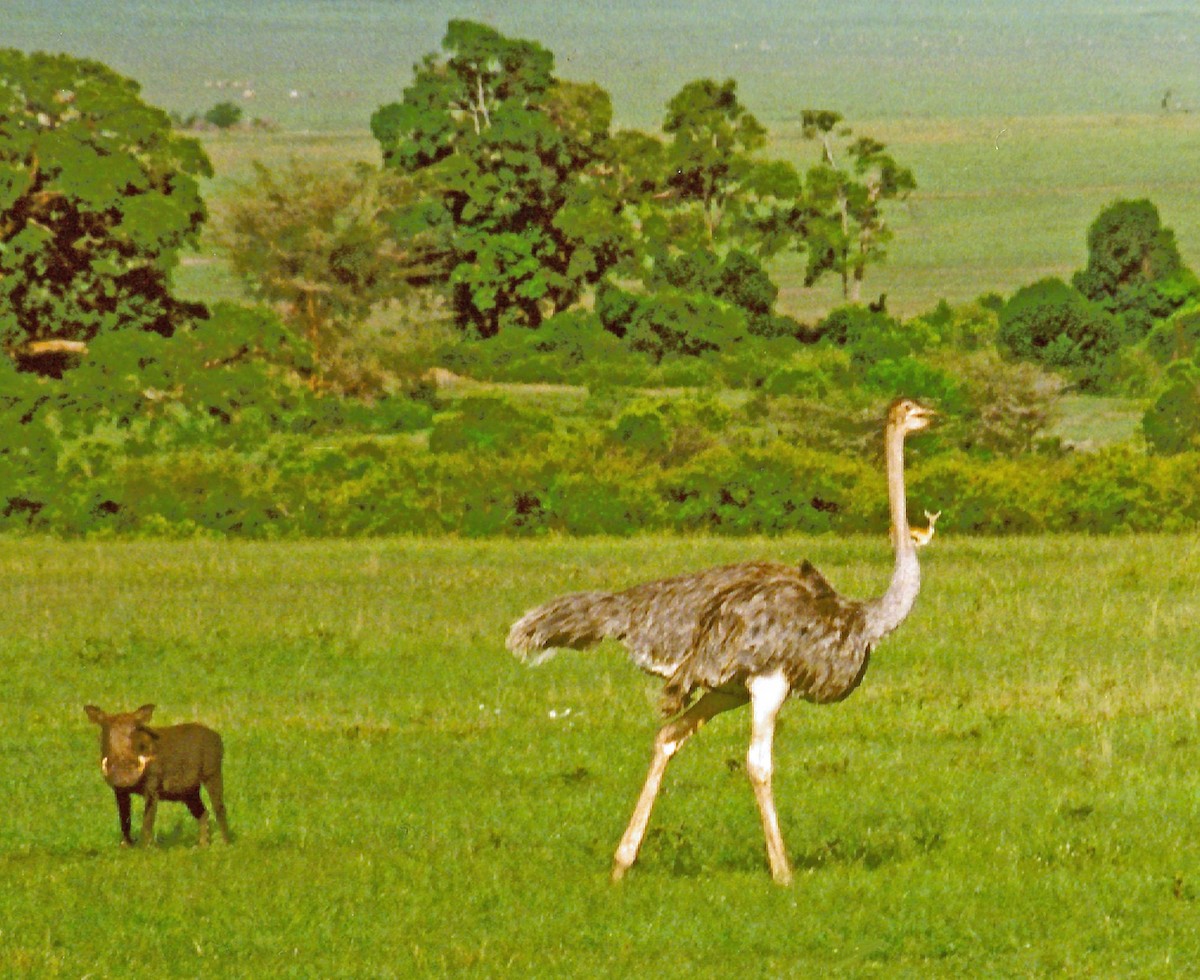 Common Ostrich - ML570282691