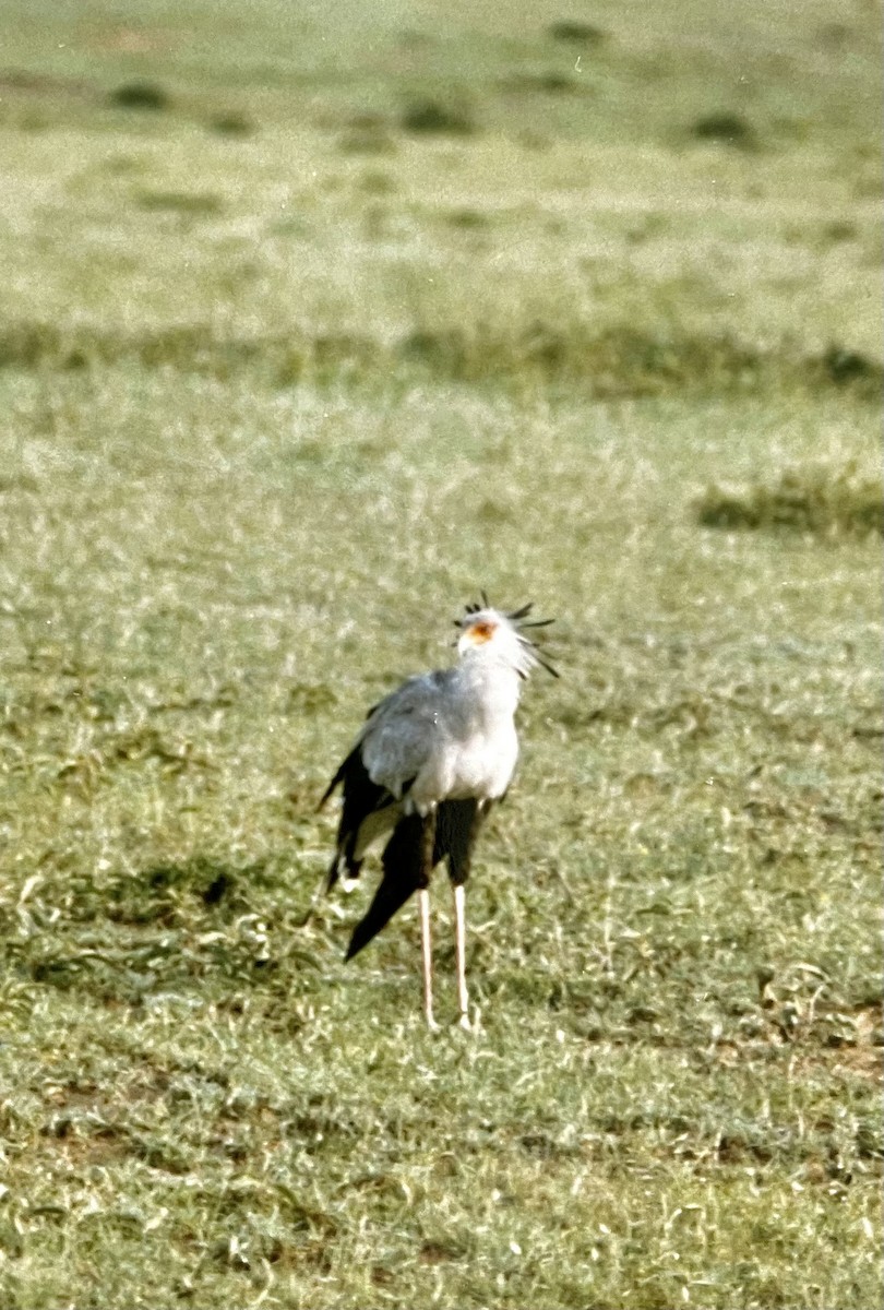 Secretarybird - ML570283011