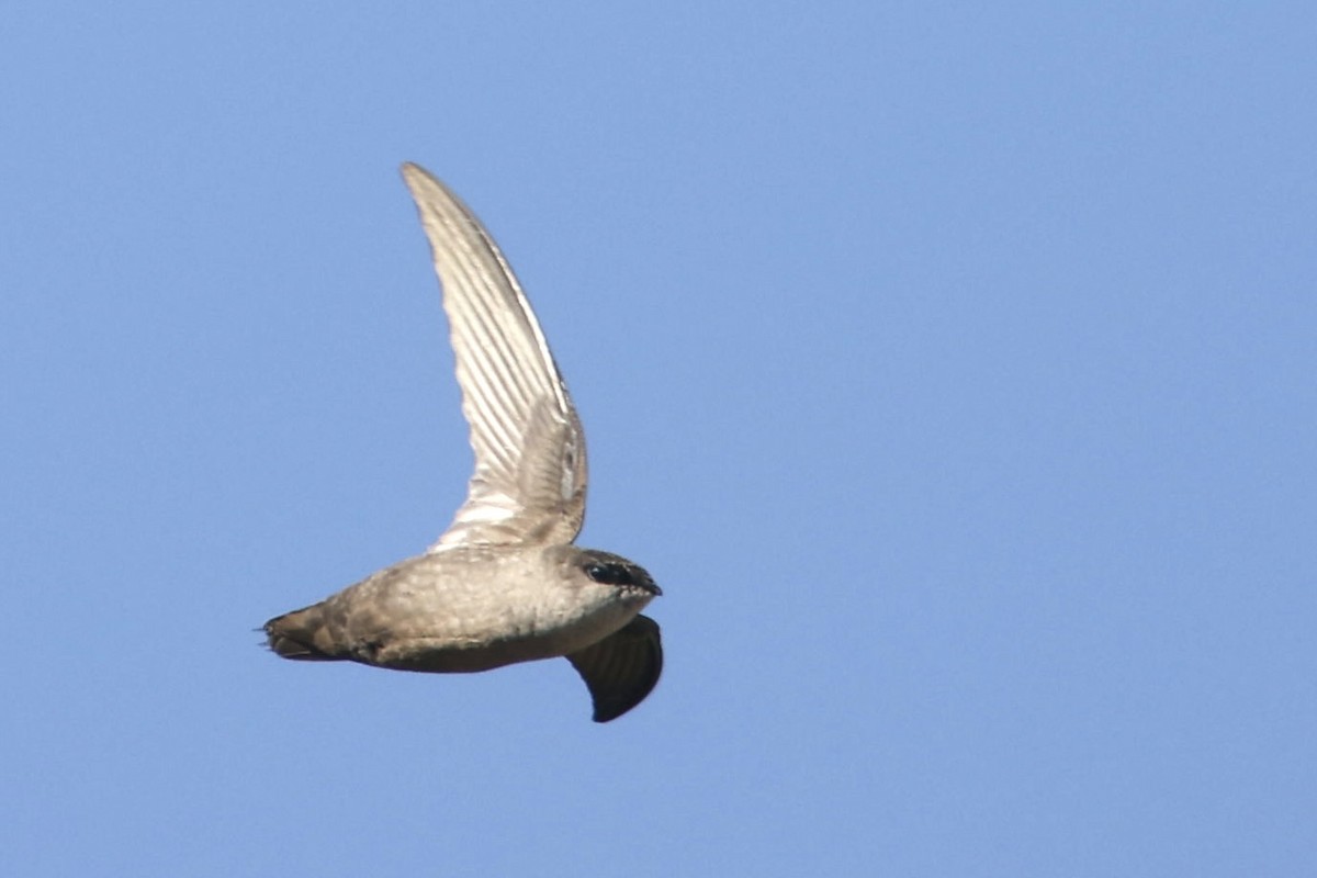 Vaux's Swift - ML570283351