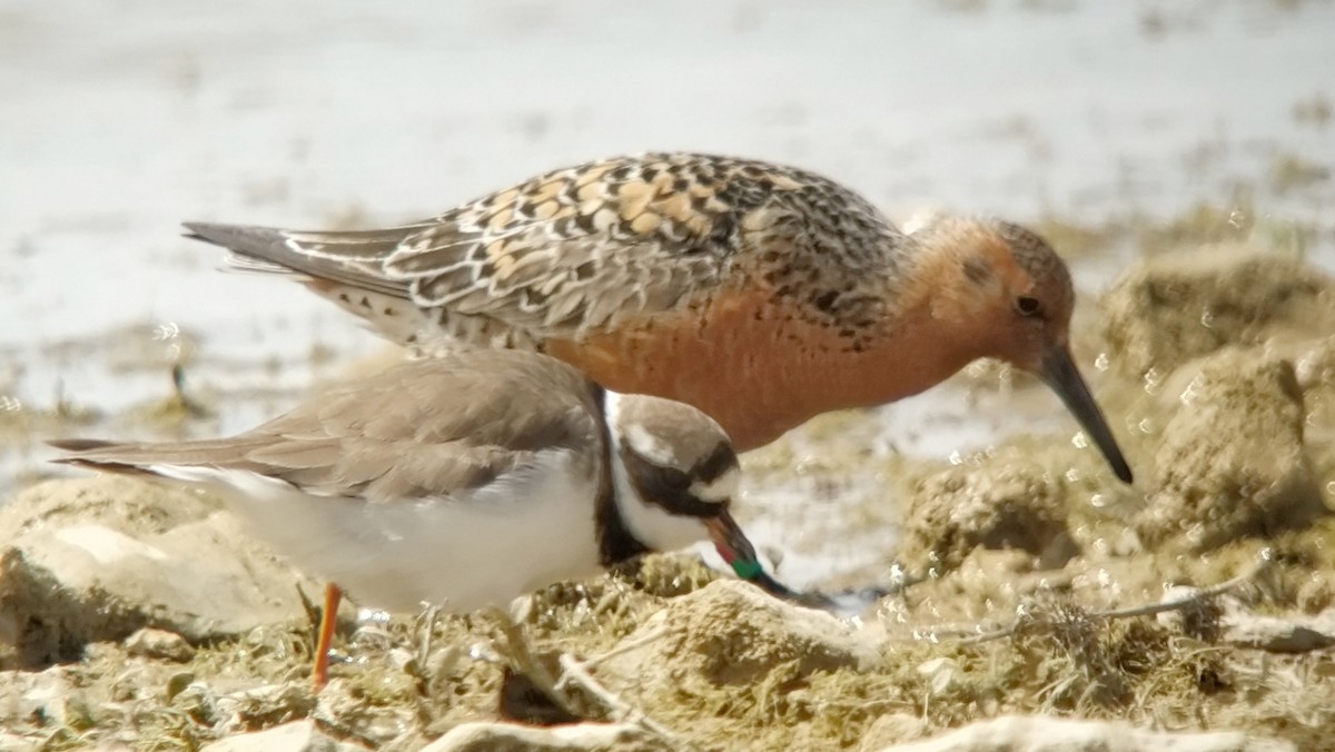 Red Knot - Juan Carlos Albero