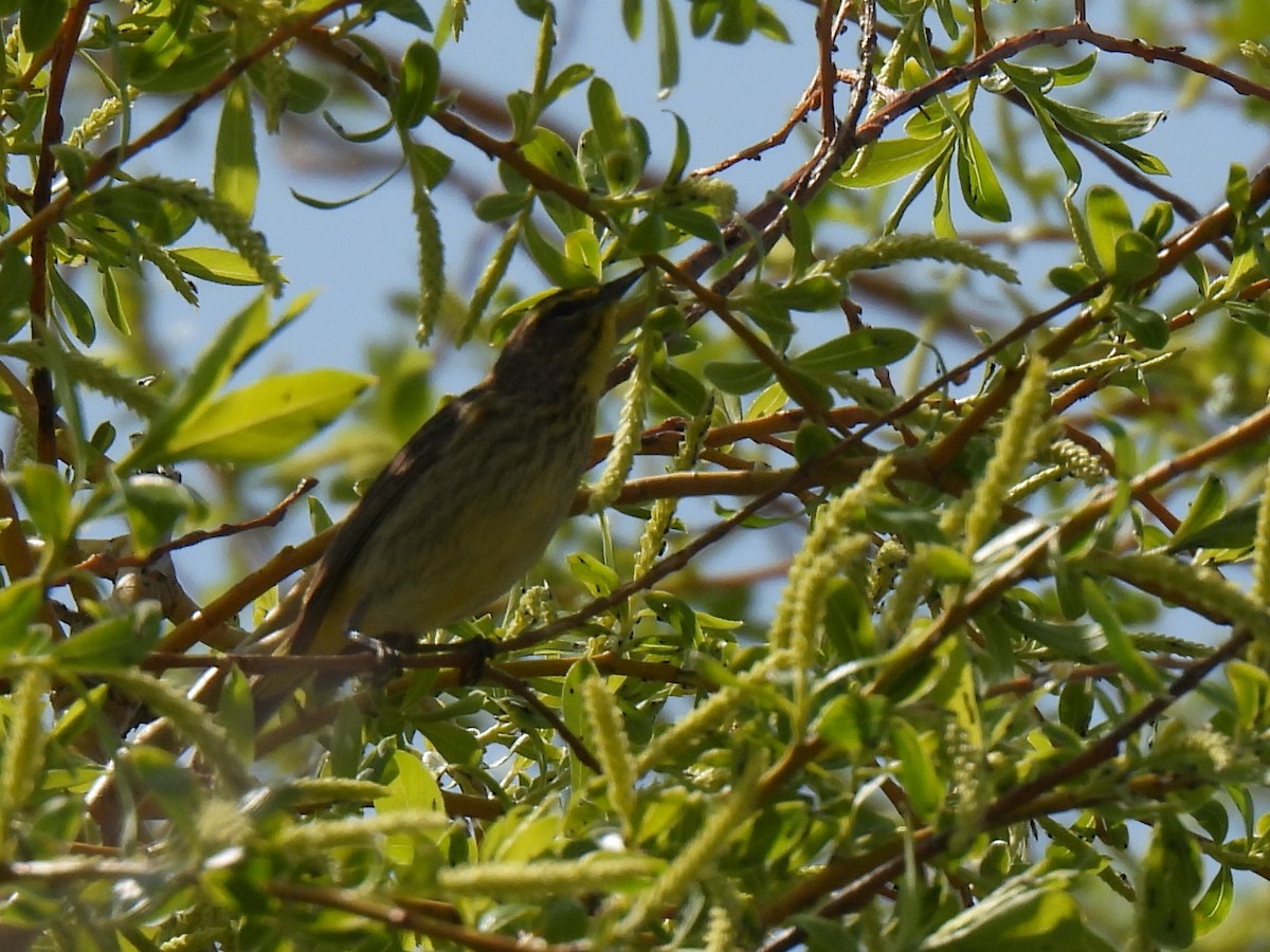 Palmenwaldsänger - ML570284201