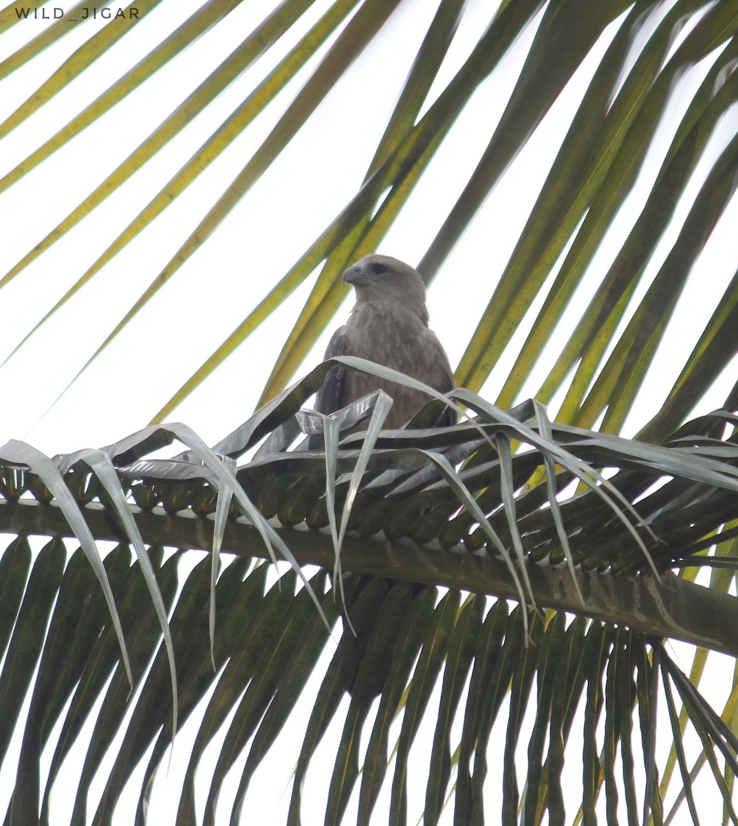 Brahminy Kite - Jigar Vakani