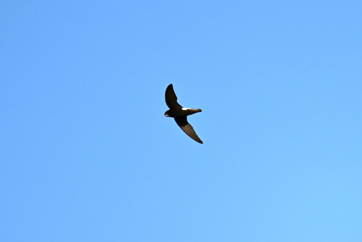 Little Swift (Little) - ML570284941