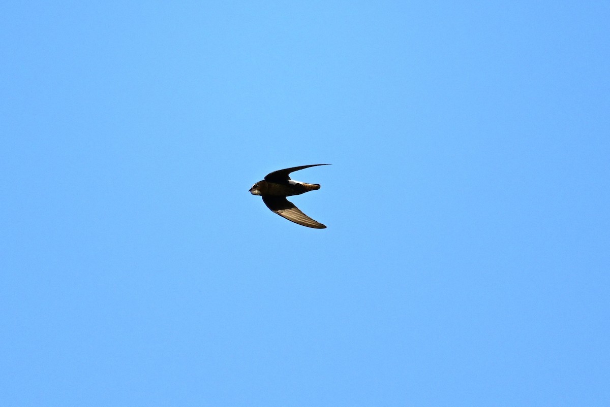 Little Swift (Little) - ML570284951