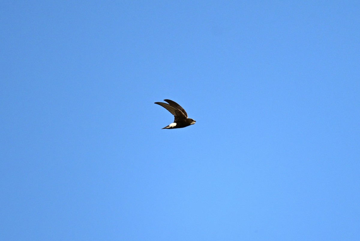 Little Swift (Little) - ML570284961