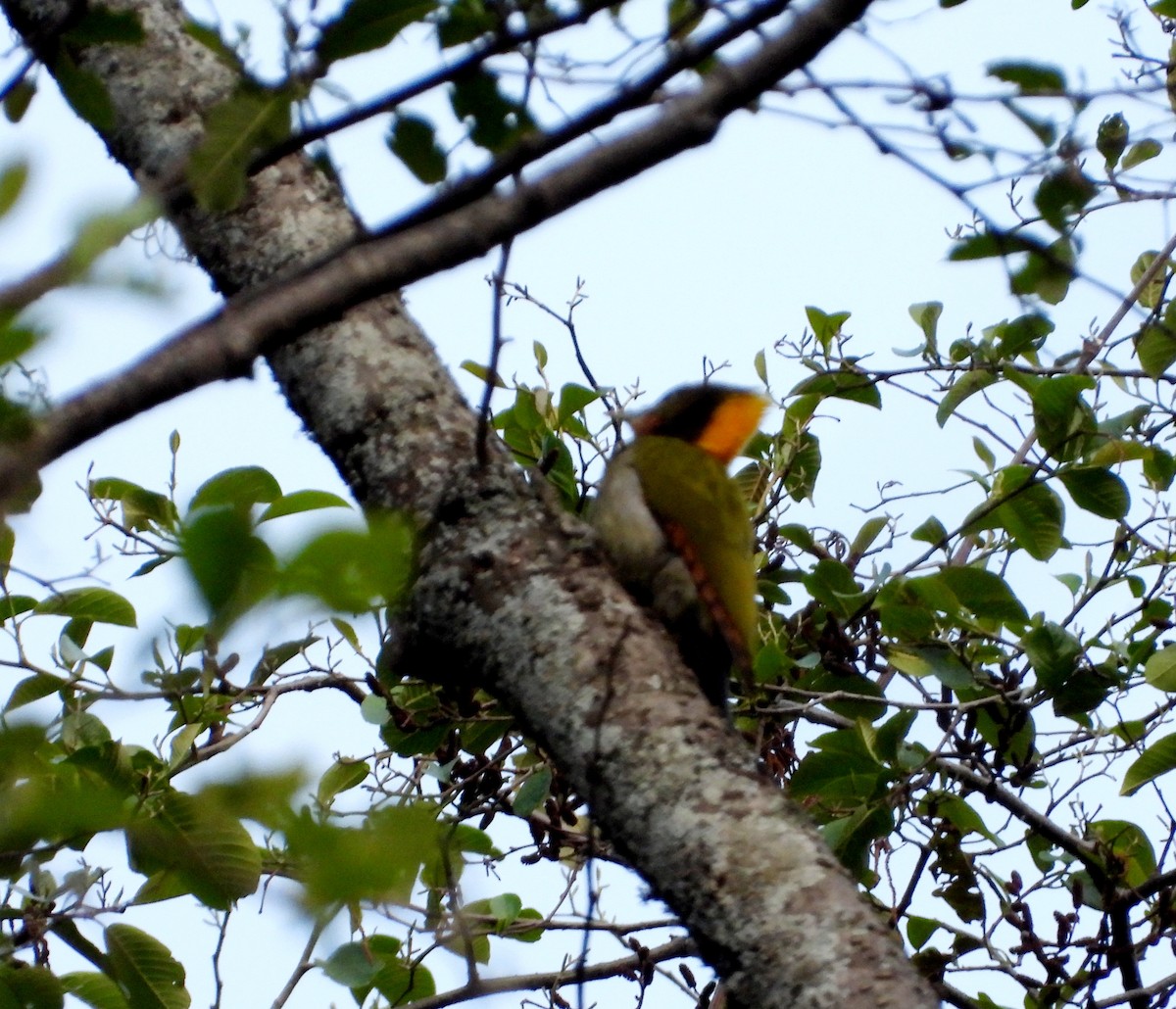 Lesser Yellownape - Kalpesh Gaitonde