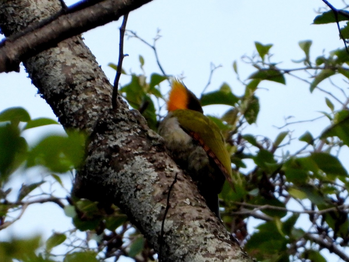 Lesser Yellownape - Kalpesh Gaitonde