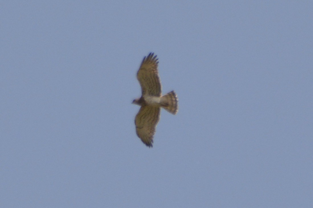 Short-toed Snake-Eagle - Anton Kornilov