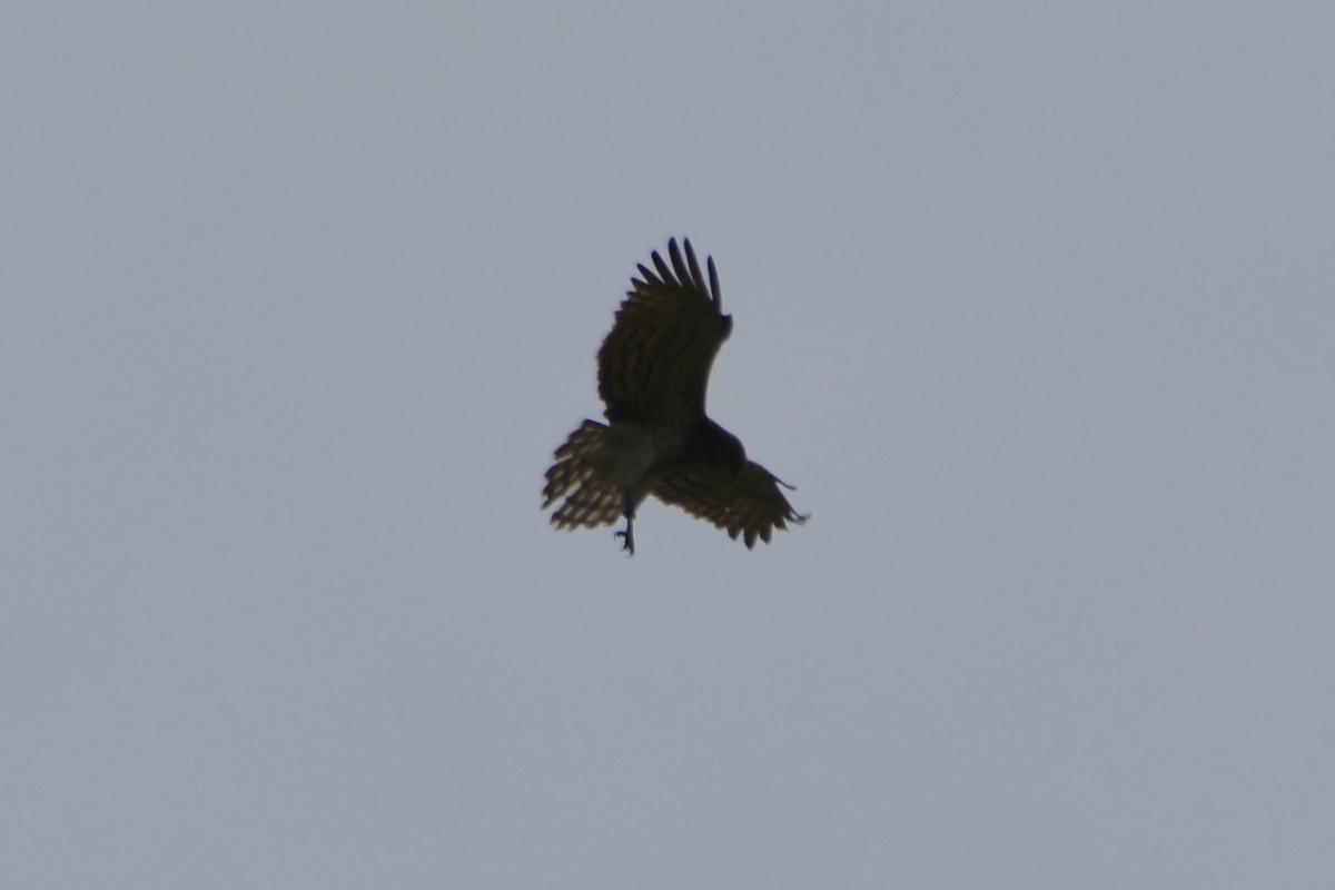 Short-toed Snake-Eagle - Anton Kornilov