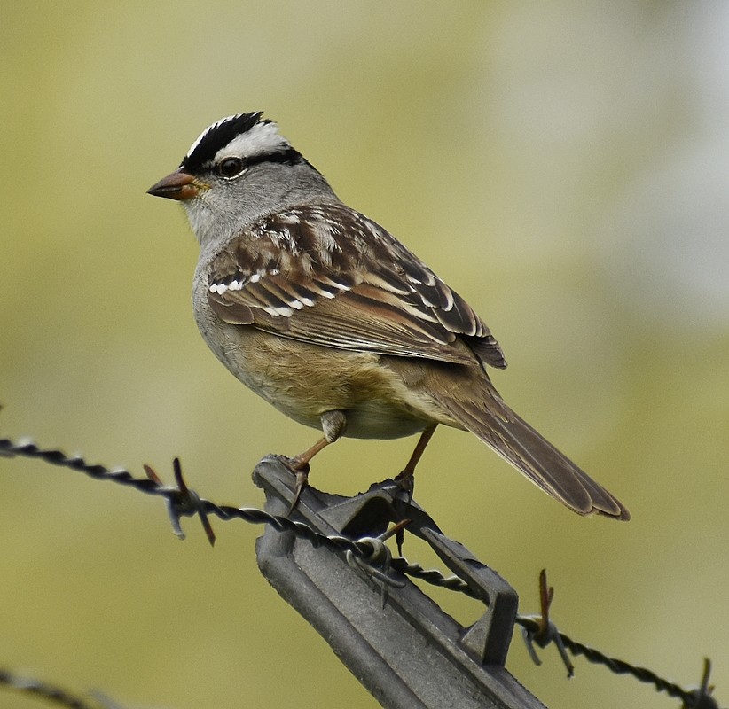 Bruant à couronne blanche - ML570286201