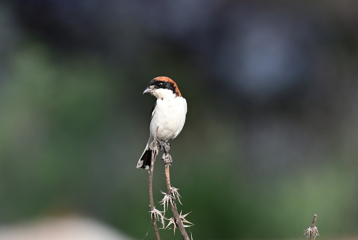 Woodchat Shrike (Caucasian) - ML570286221