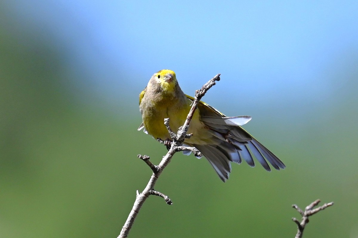 Syrian Serin - ML570287651