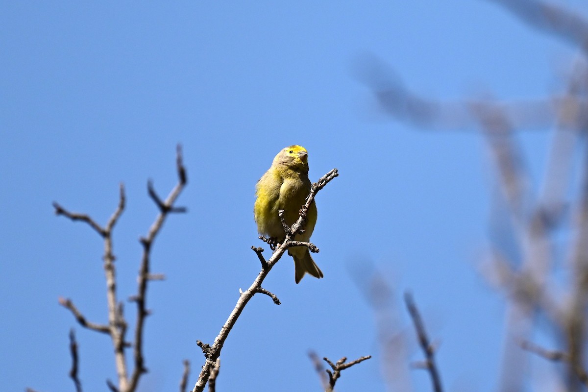 Сирийский вьюрок - ML570287661