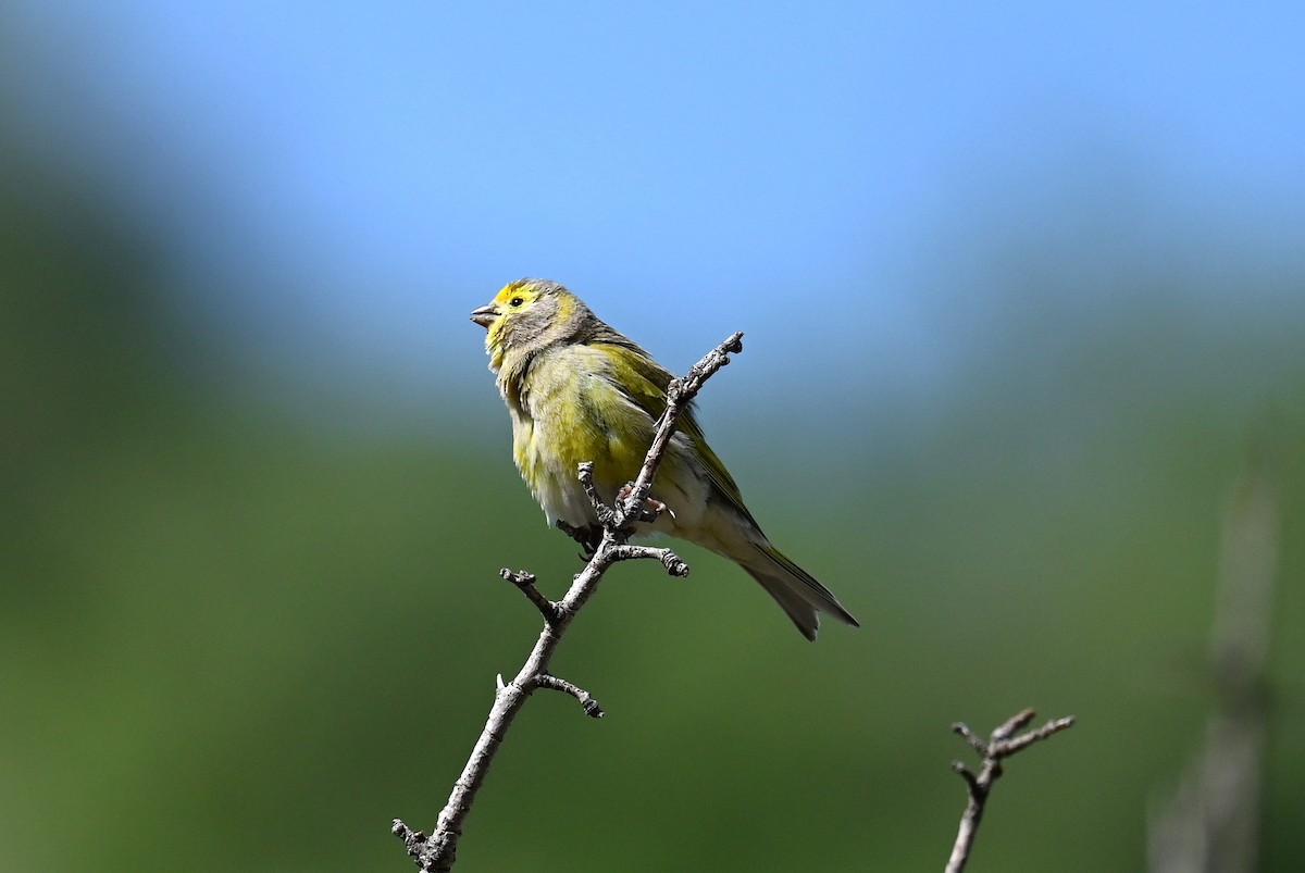 Сирийский вьюрок - ML570287671