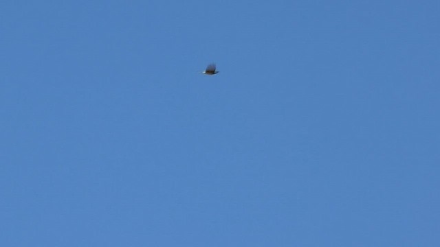 Lazuli Bunting - ML570288321