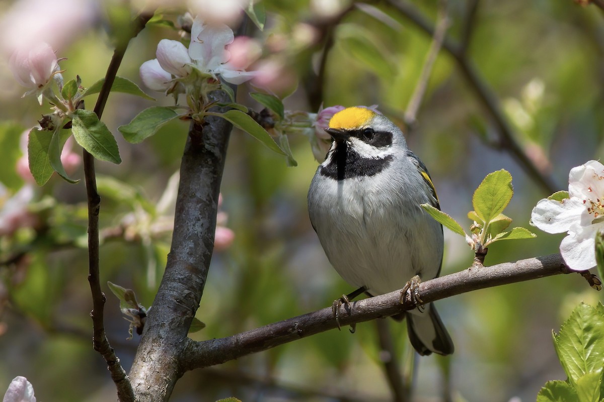 Golden-winged Warbler - James Kroeker