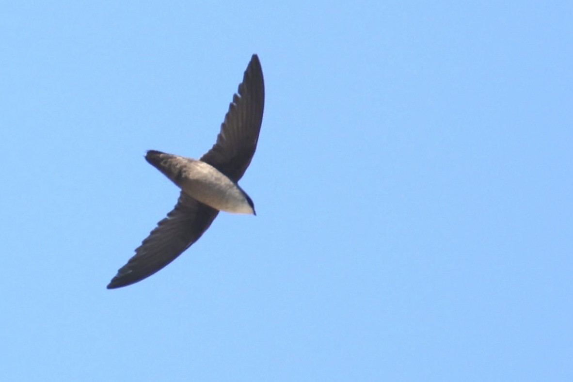 Vaux's Swift - ML570289481