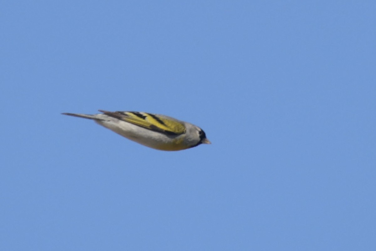 Lawrence's Goldfinch - ML570290281