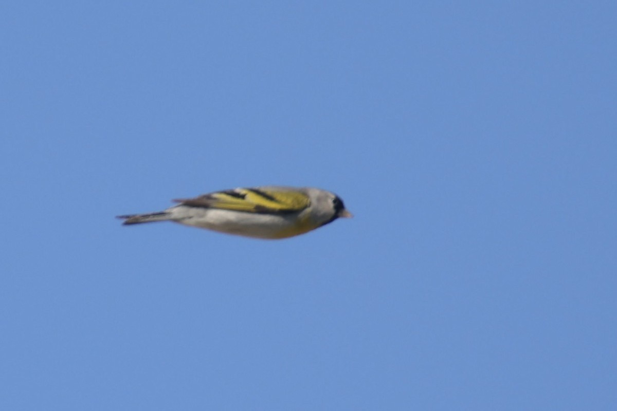 Lawrence's Goldfinch - ML570290301