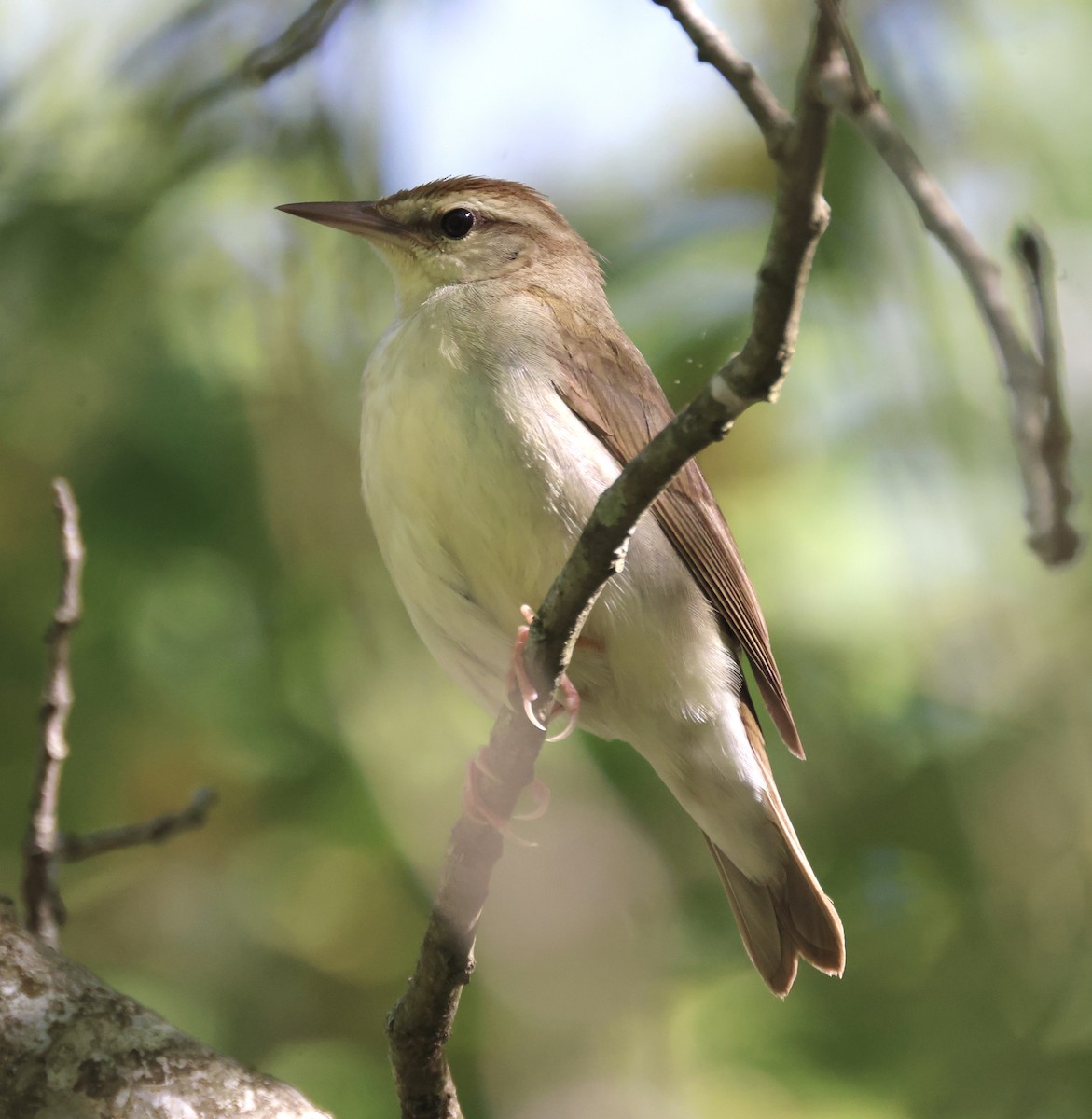 Swainson's Warbler - ML570290671