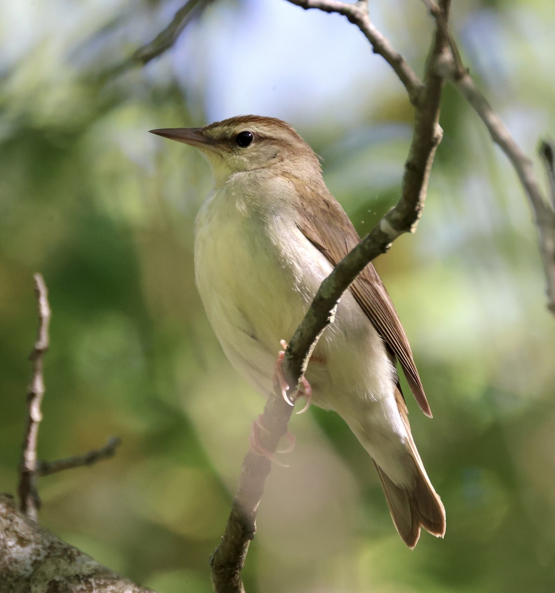 Swainson's Warbler - ML570290701