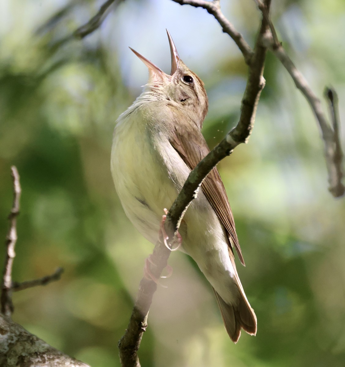 Swainson's Warbler - ML570290741