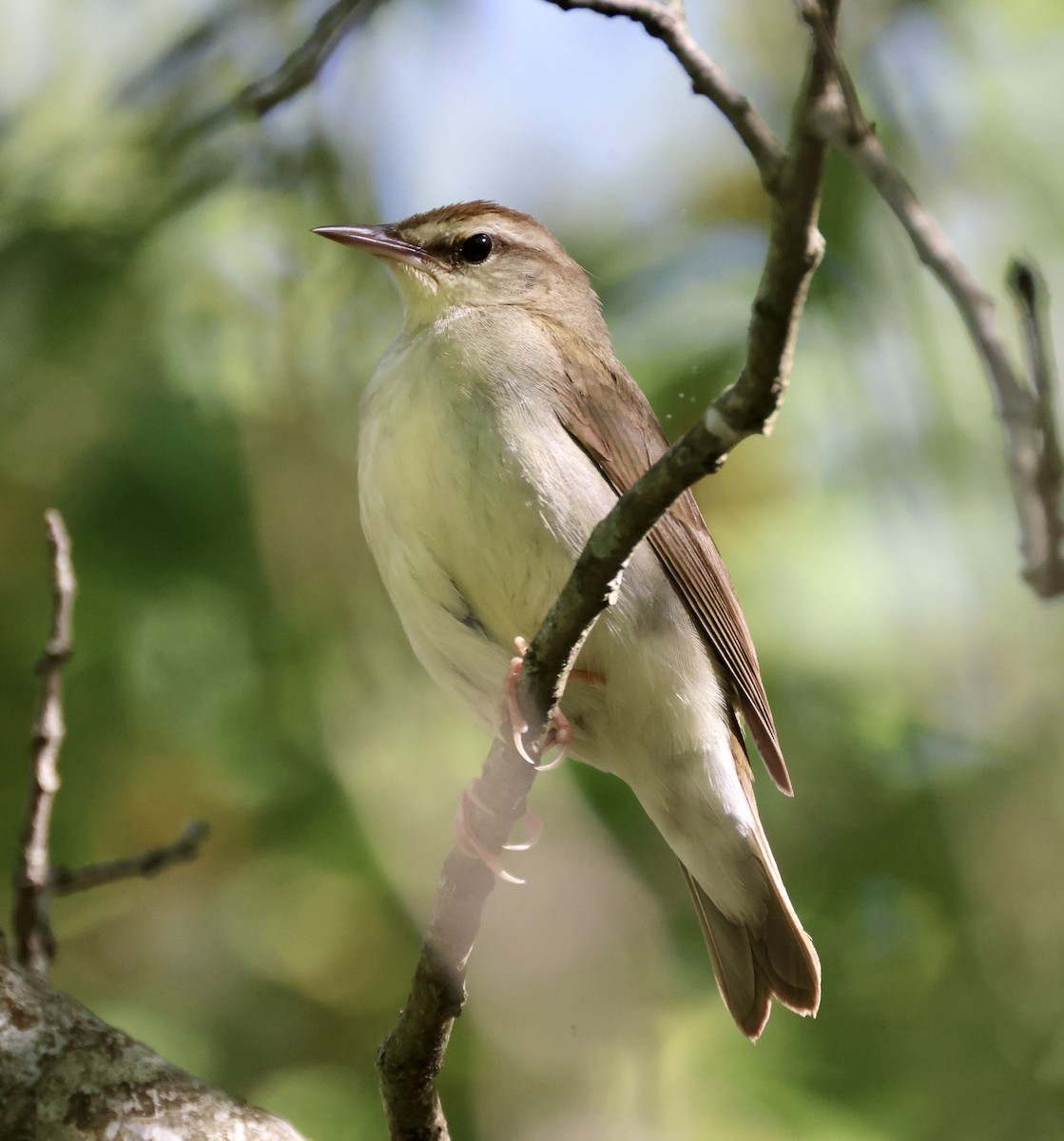 Swainson's Warbler - ML570290761