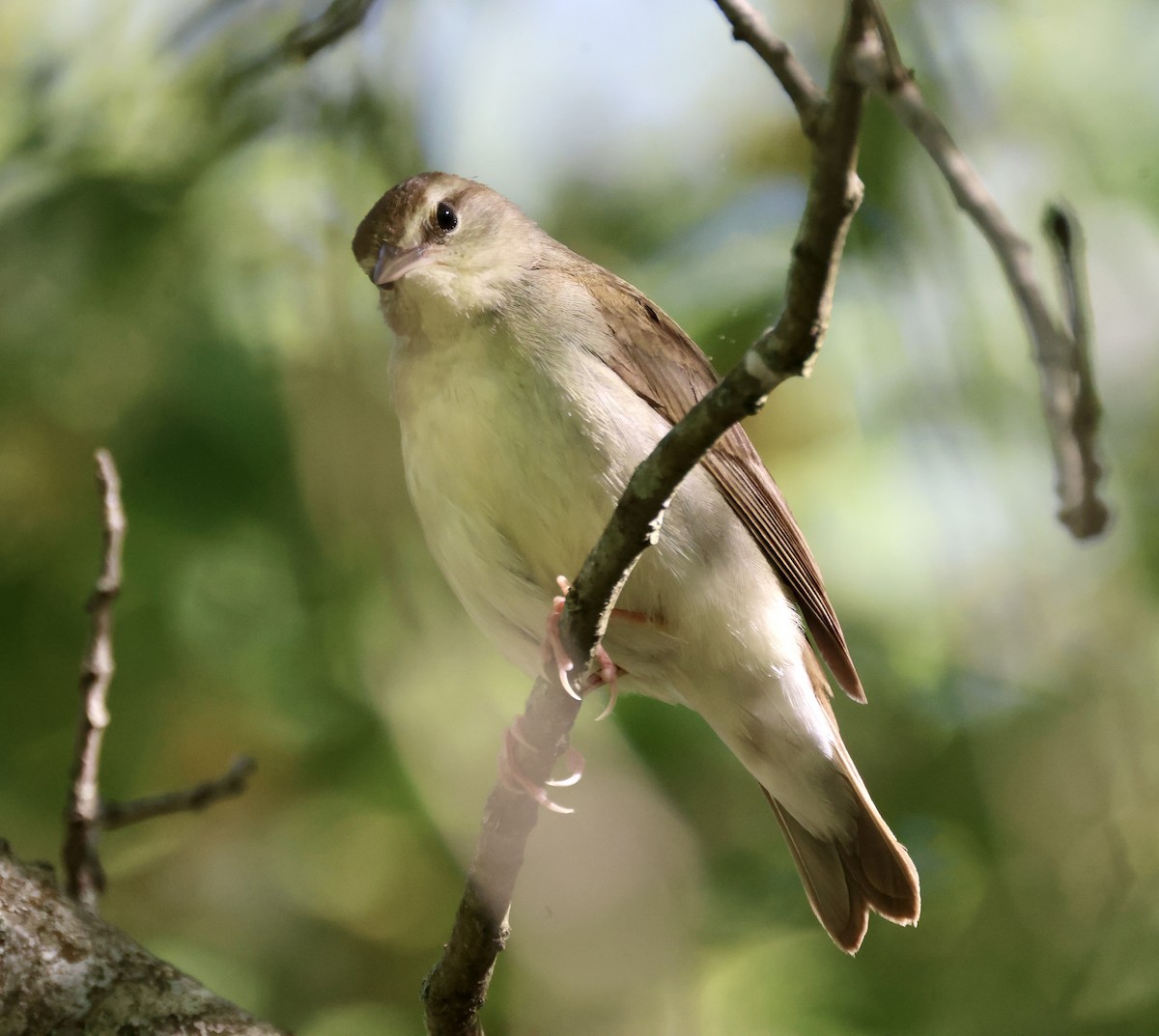 Swainson's Warbler - ML570290771