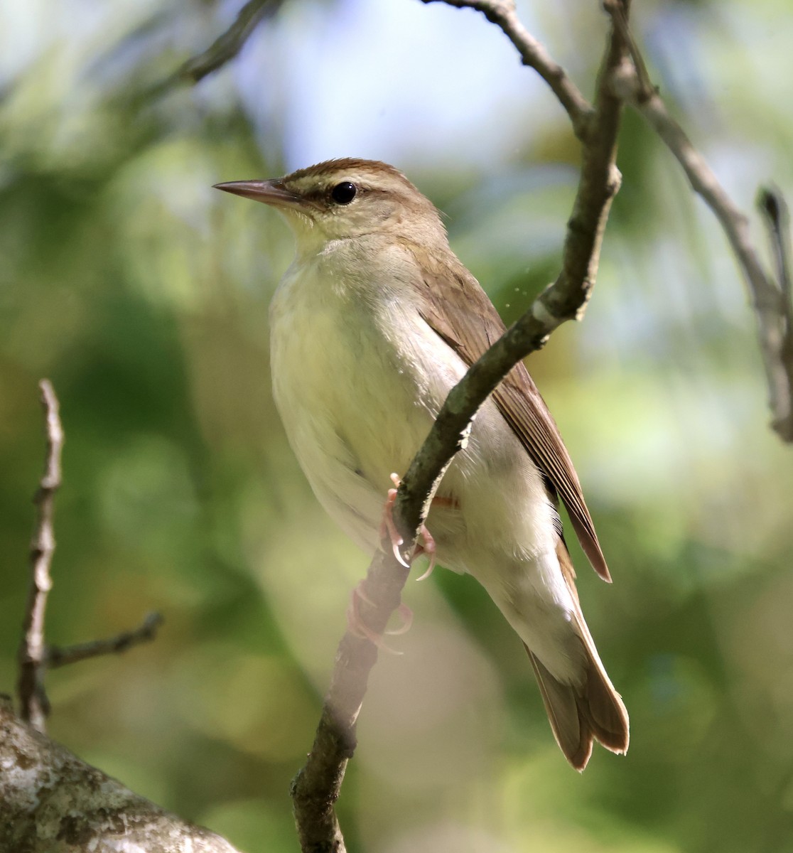 Swainson's Warbler - ML570290781