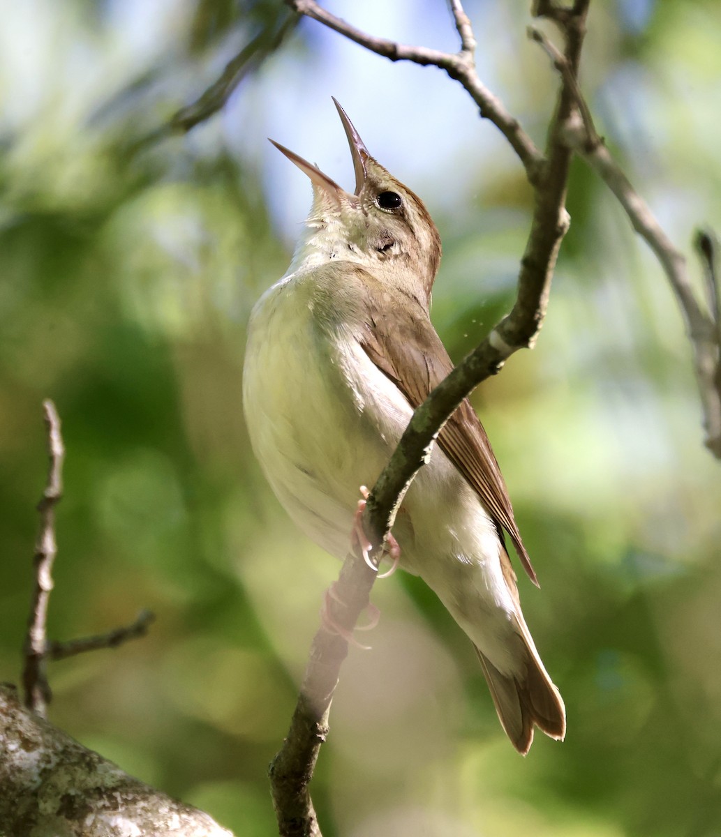 Swainson's Warbler - ML570290801